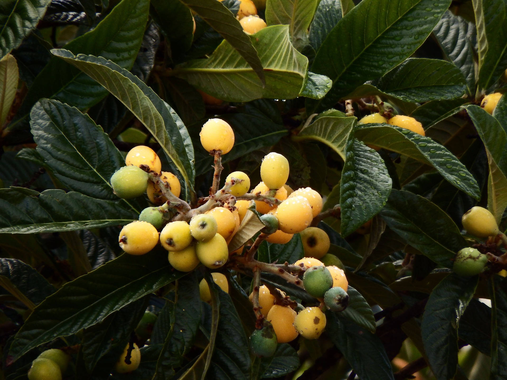 Loquat Plant Small Fruits Background