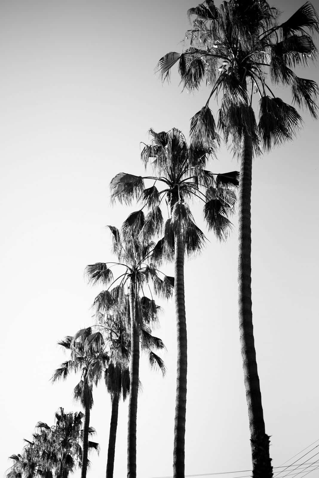 Los Angeles Black And White Palm Trees Portrait