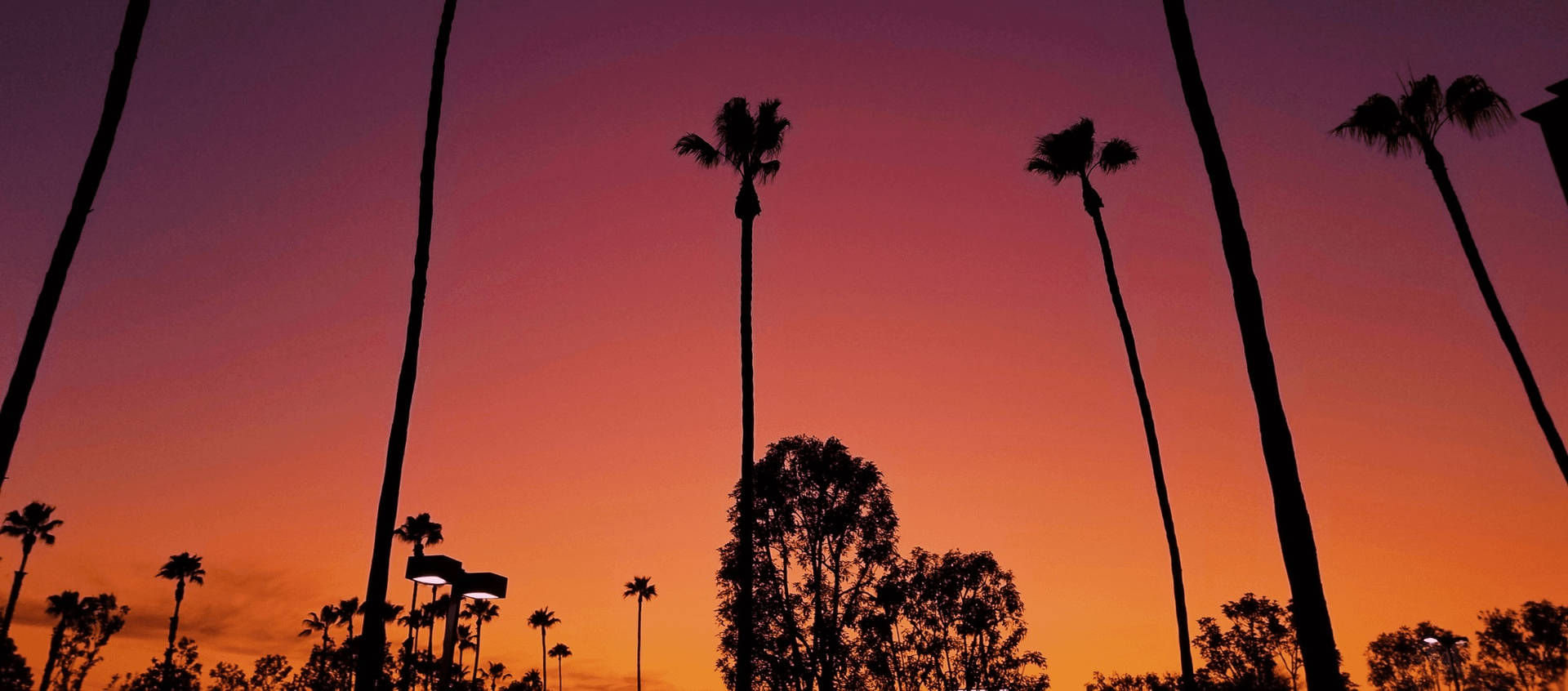 Los Angeles Sunset Over Trees Background