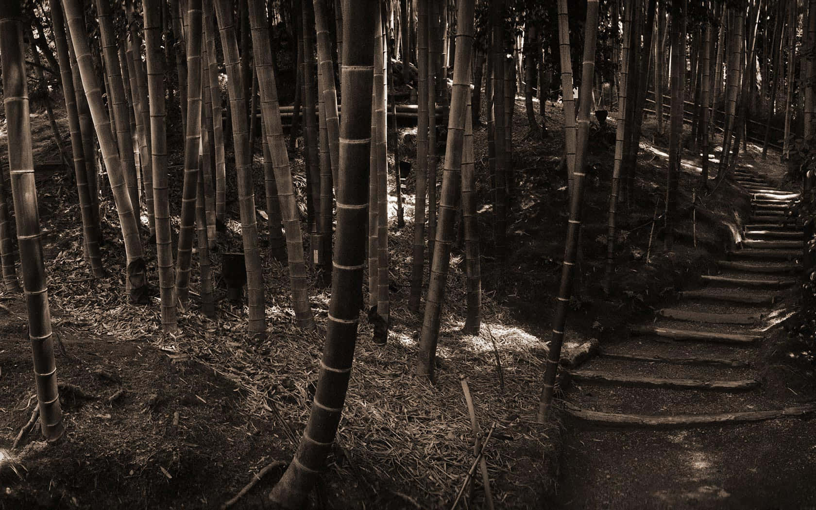 Lose Yourself In The Beauty Of The Bamboo Forest