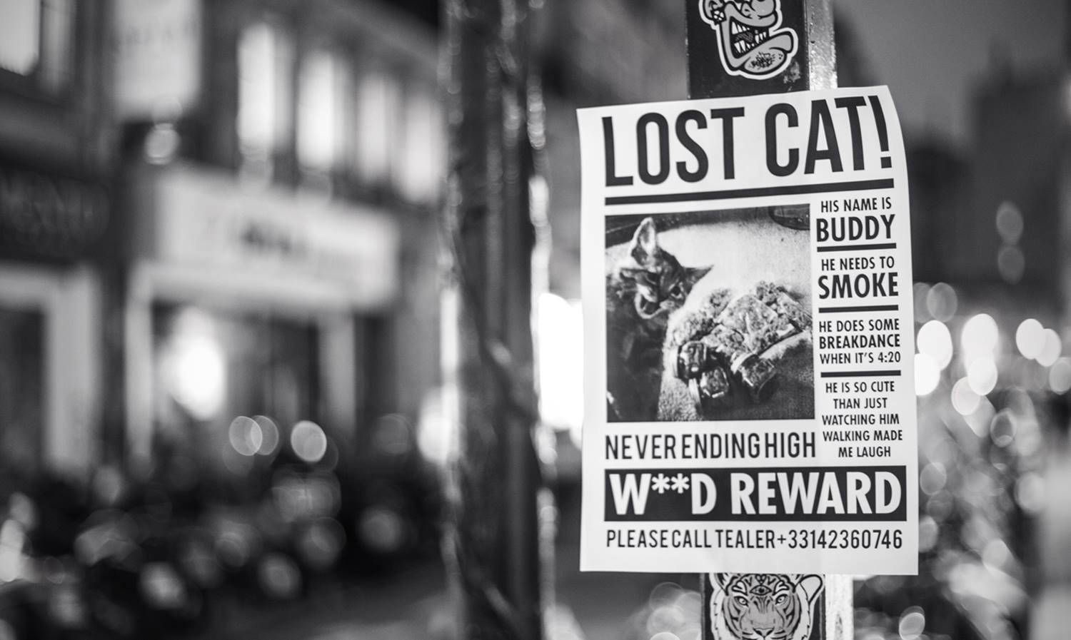 Lost Cat Flyer 420 Background