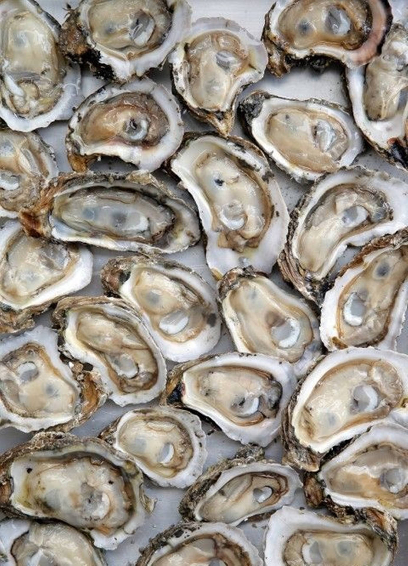 Lots Of Oyster Seafood Background