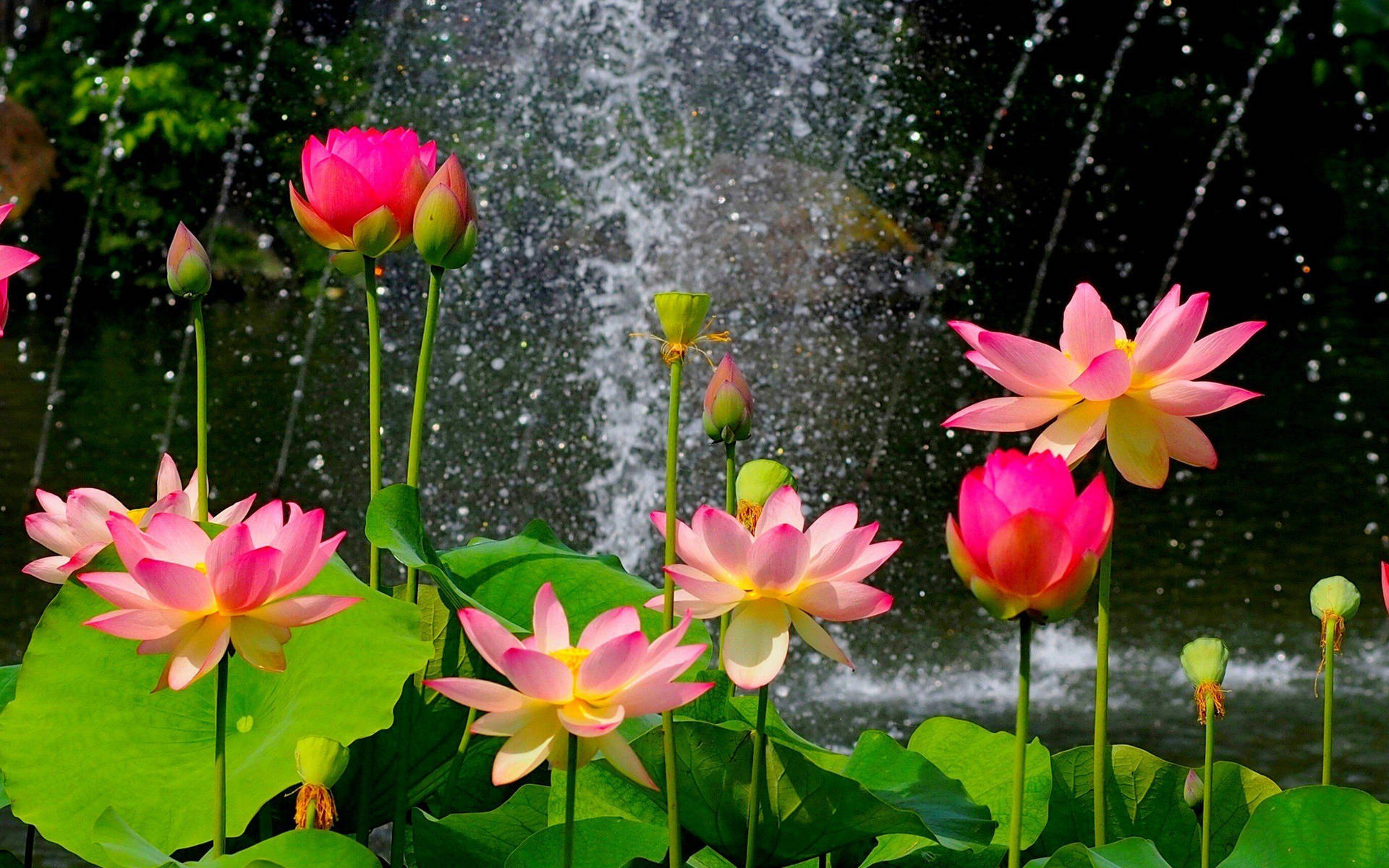 Lotus And Sprinkle Of Water Background