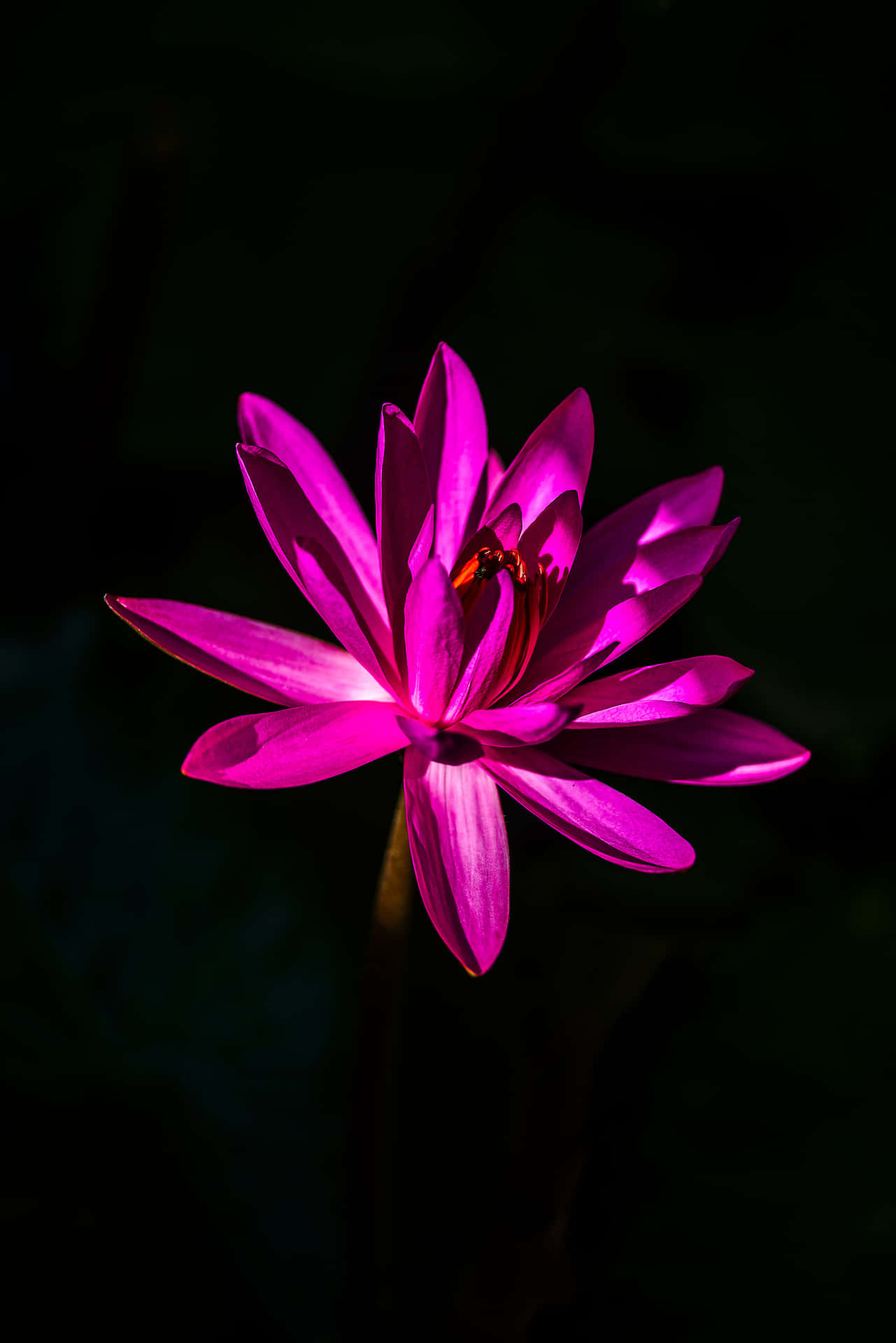 Lotus Black And Pink Flower Background