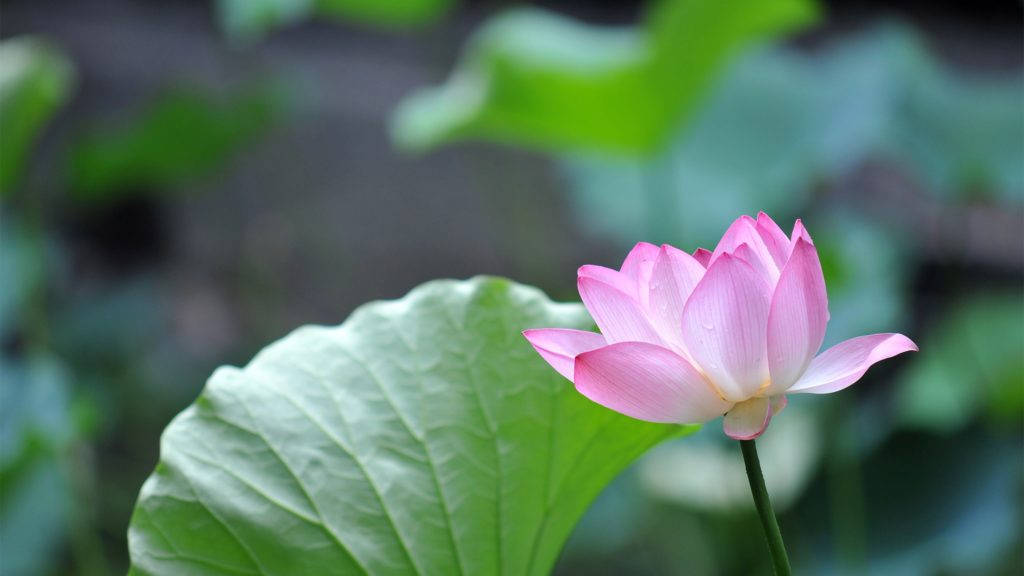 Lotus Flower 4k Desktop Background