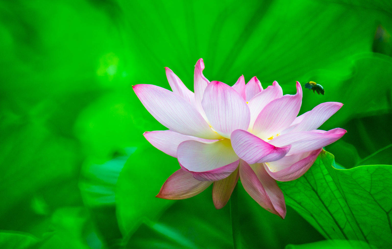 Lotus Flower And Greens Background