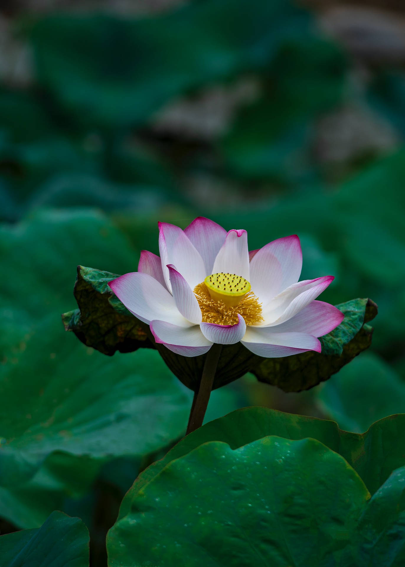 Lotus Flower Android Background