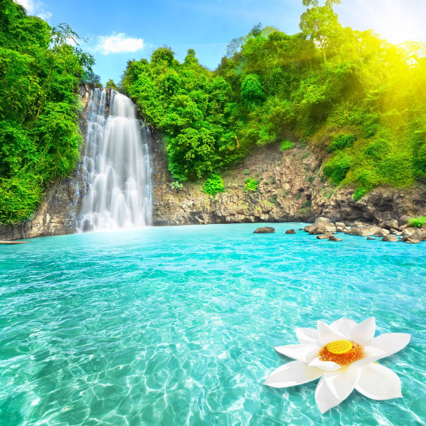 Lotus Flower Beautiful Waterfall Background