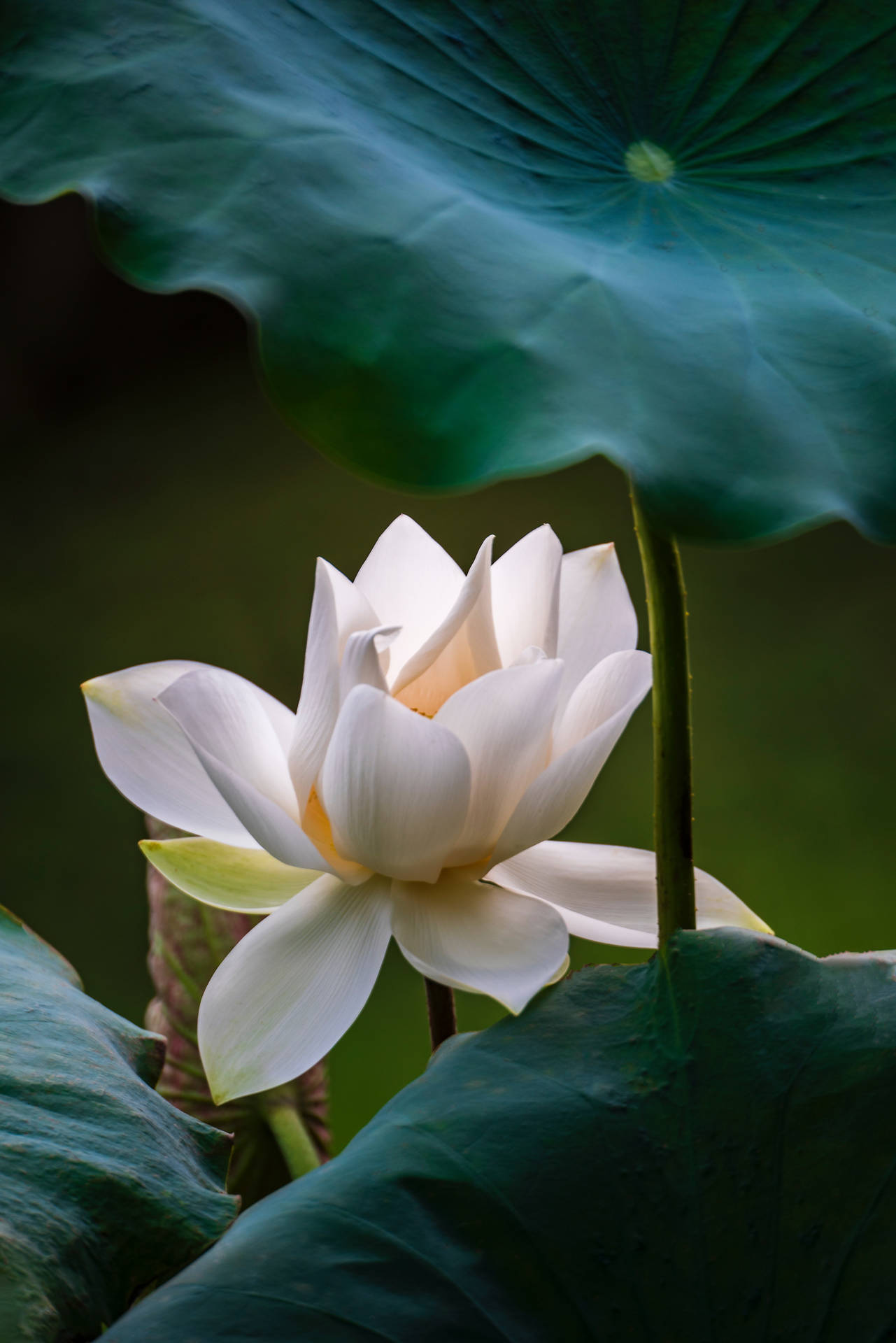 Lotus Flower Nelumbo Sweetheart Background