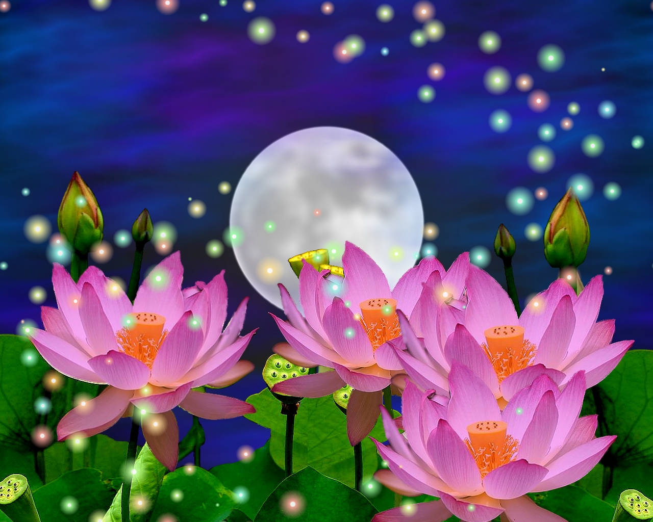 Lotus Flowers And The Moon