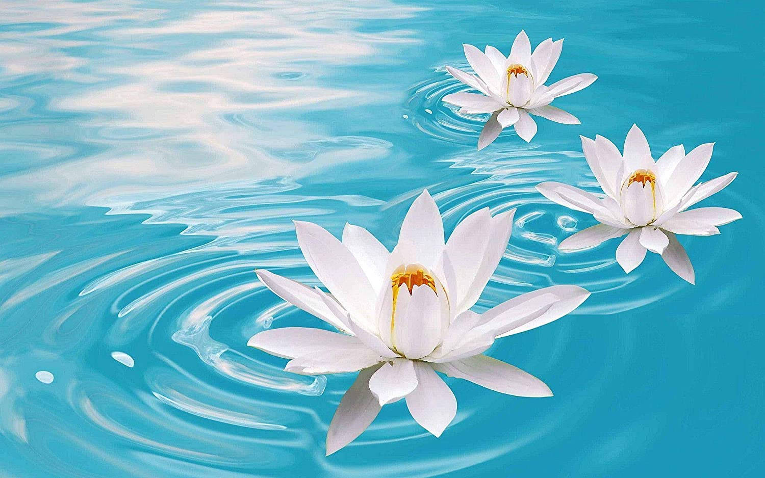 Lotus Flowers On Clear Blue Water Background