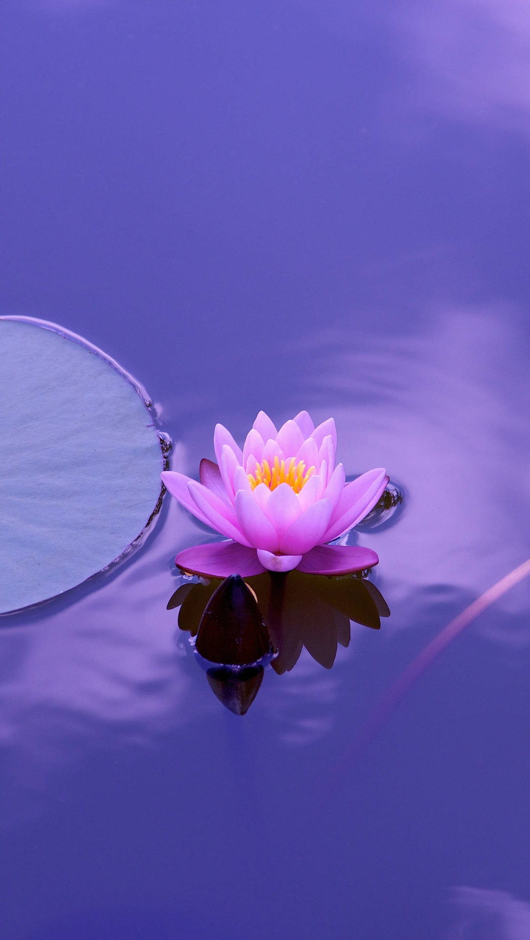 Lotus In Purple Aesthetic Background