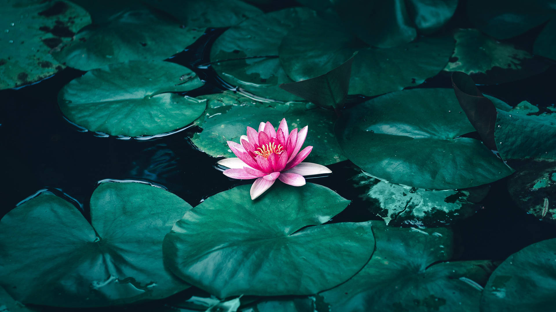 Lotus In The Pond Background