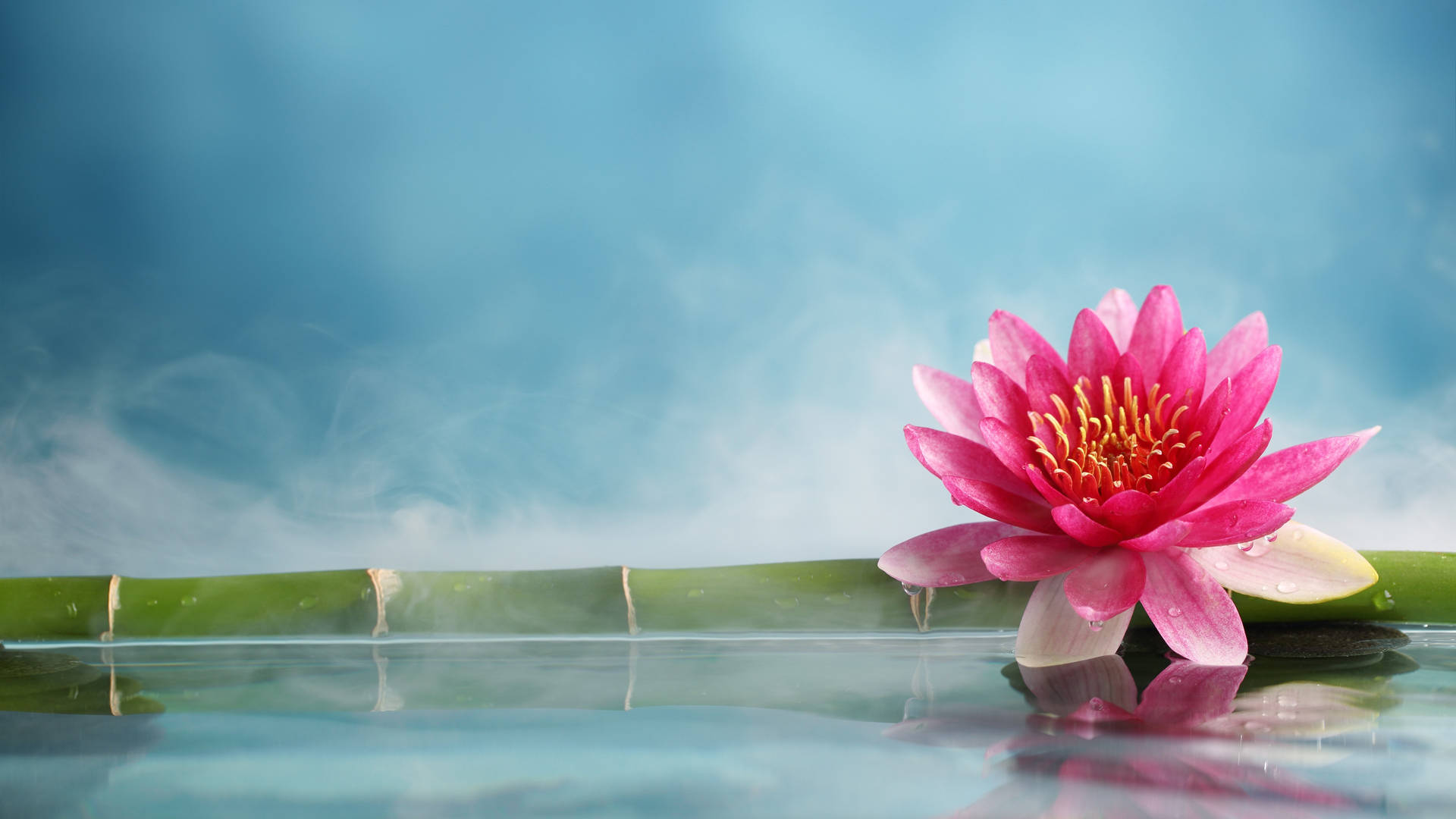 Lotus On A Bamboo Background