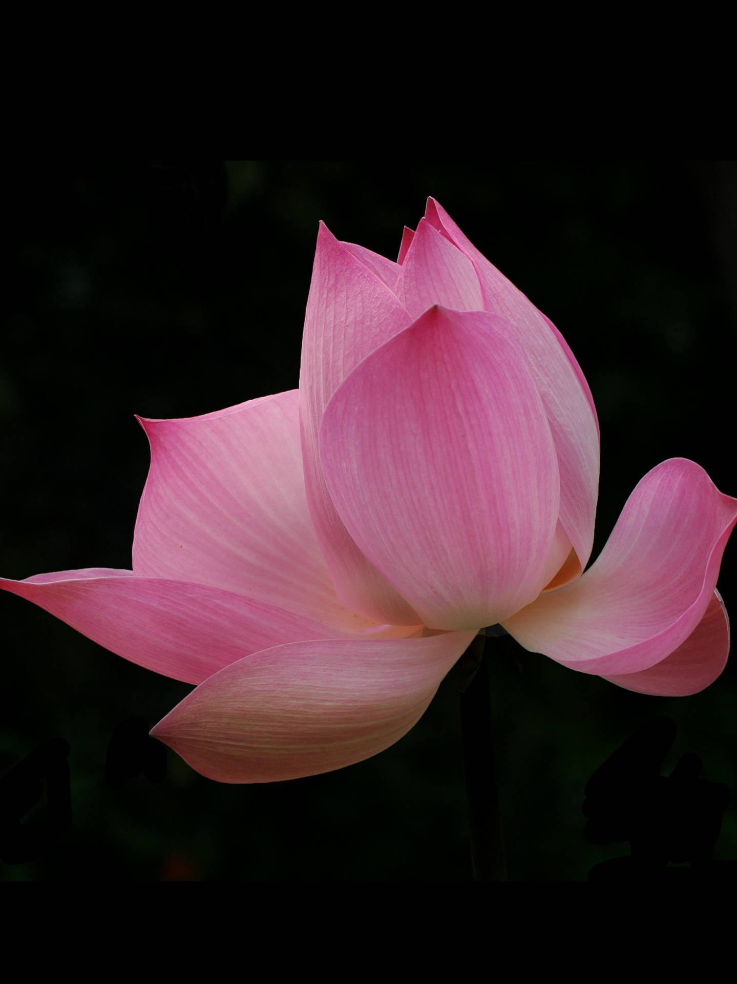 Lotus Petals In Black Background