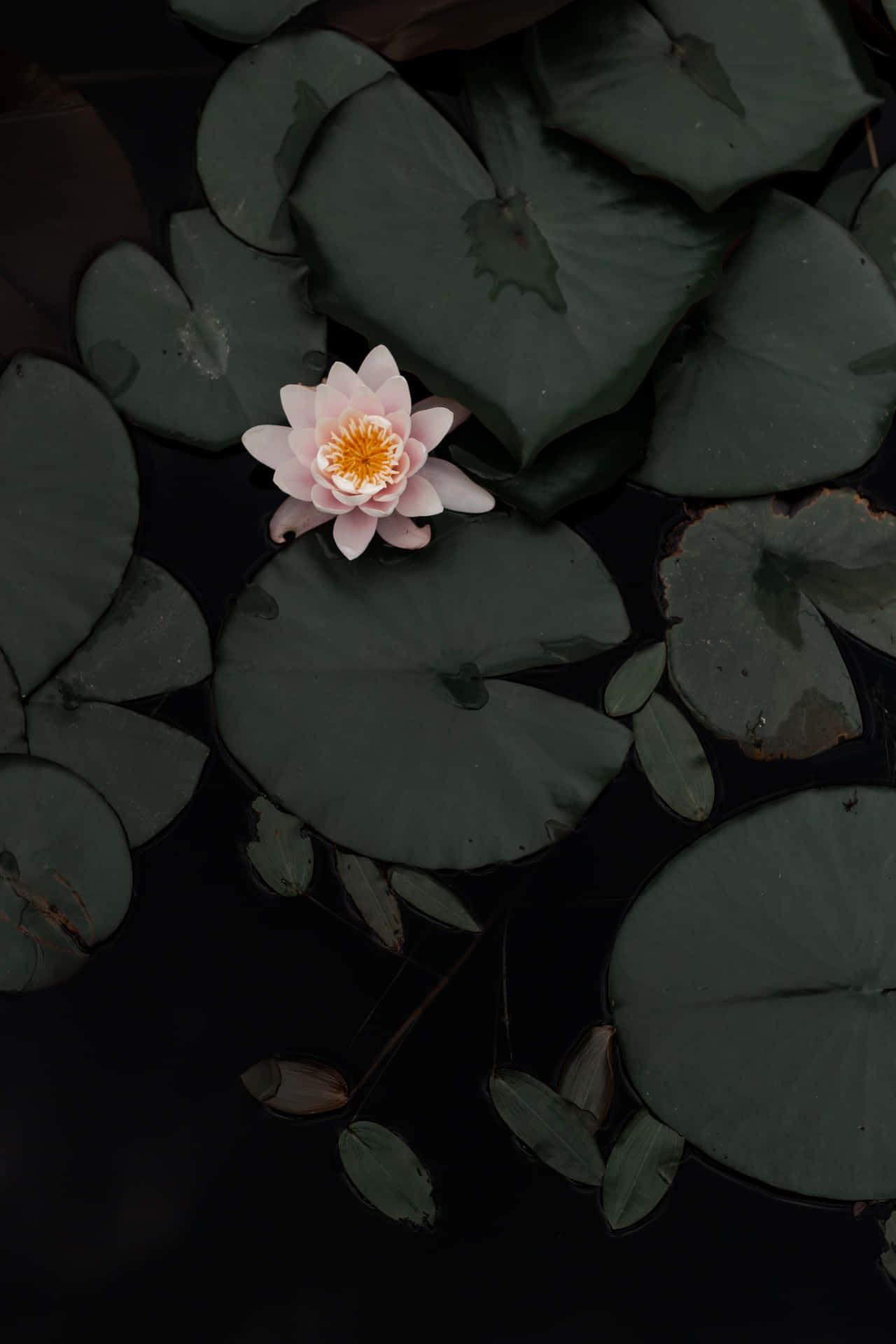 Lotus Plant Phone Background