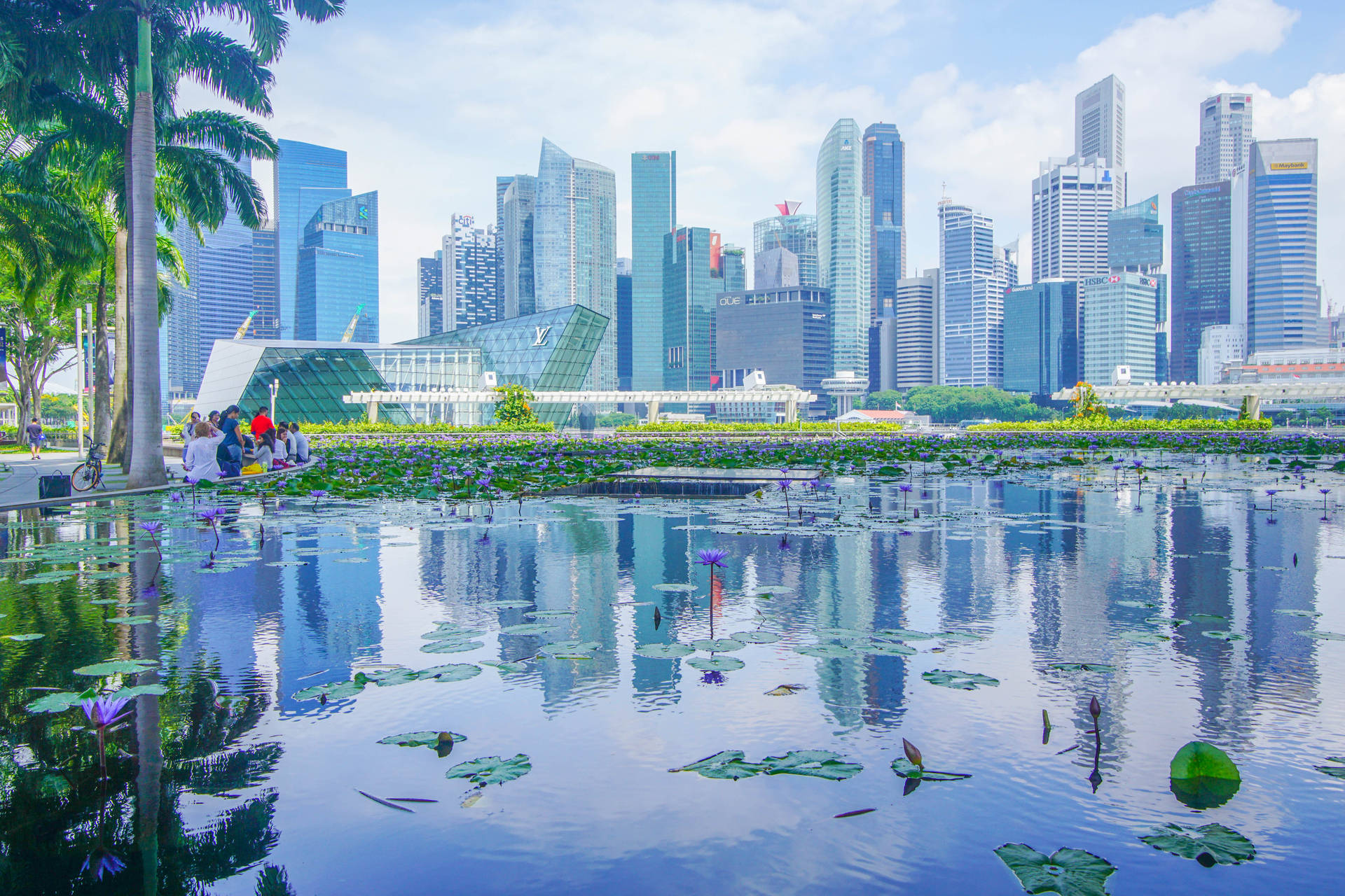 Lotus Pond In Singapore Background
