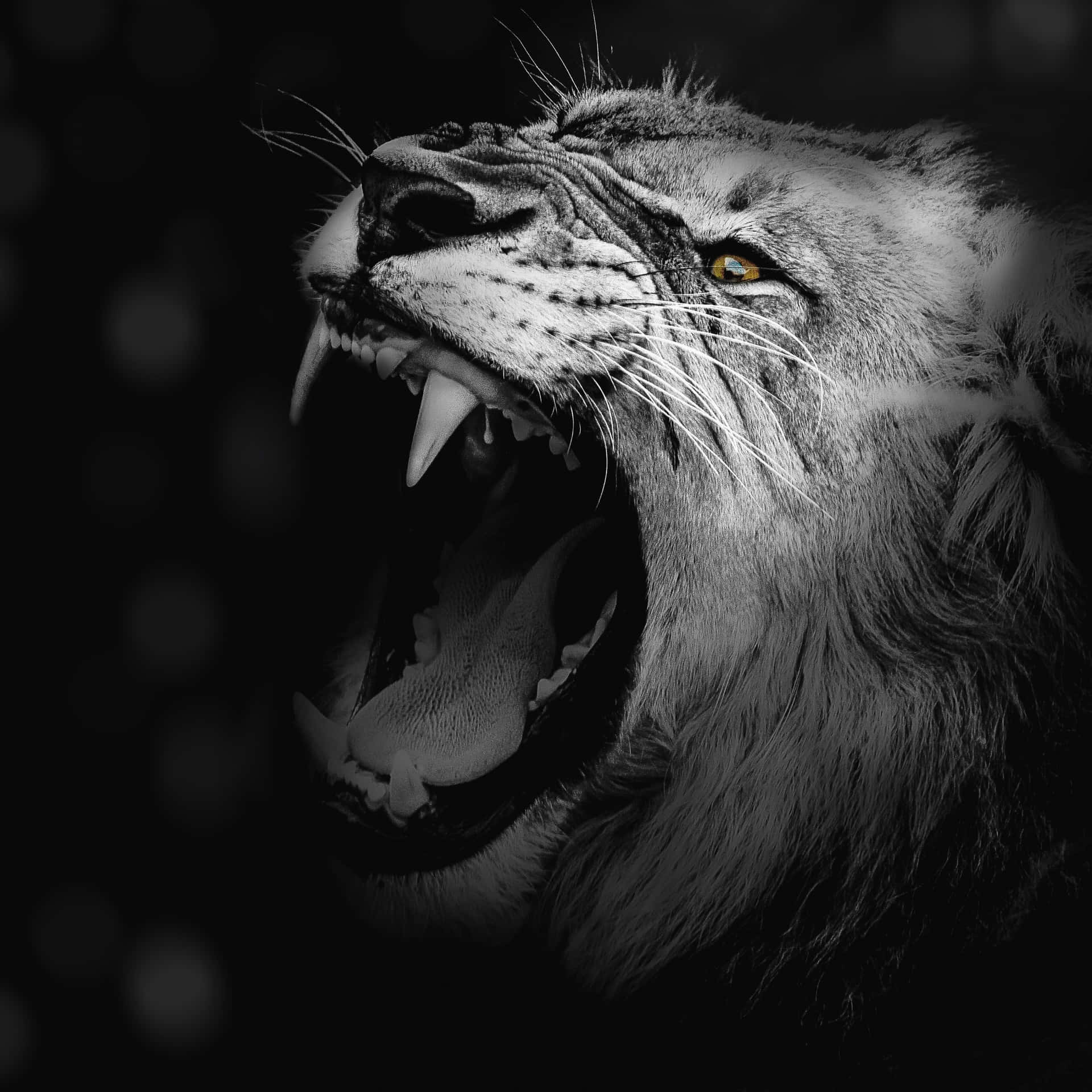 “loud, Bold, And Powerful - The Roaring Lion.” Background