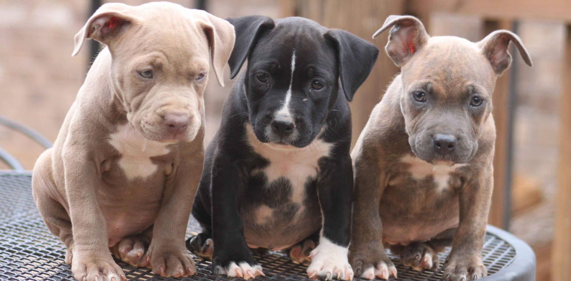 Lovable Pitbull Puppies Background