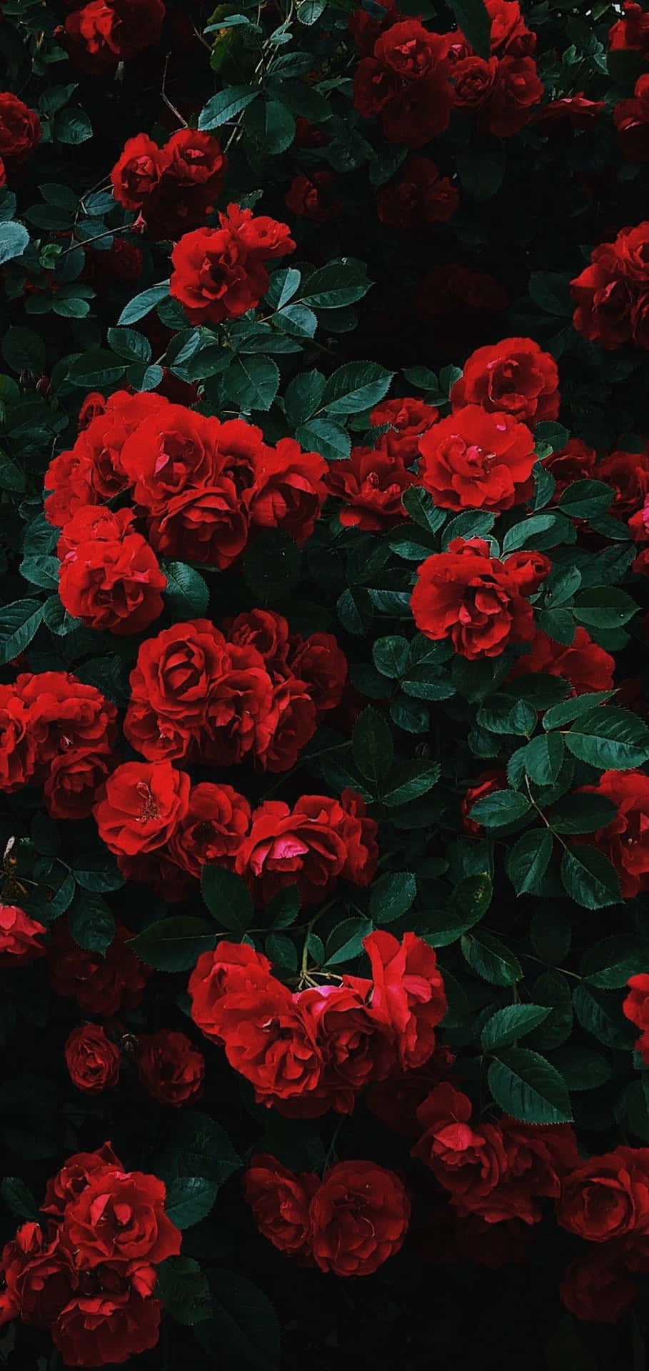 Love Is In The Air With This Big And Beautiful Cute Rose Background