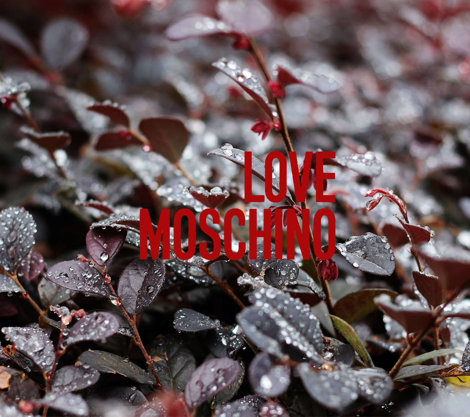Love Moschino Amidst Autumn Romance Background