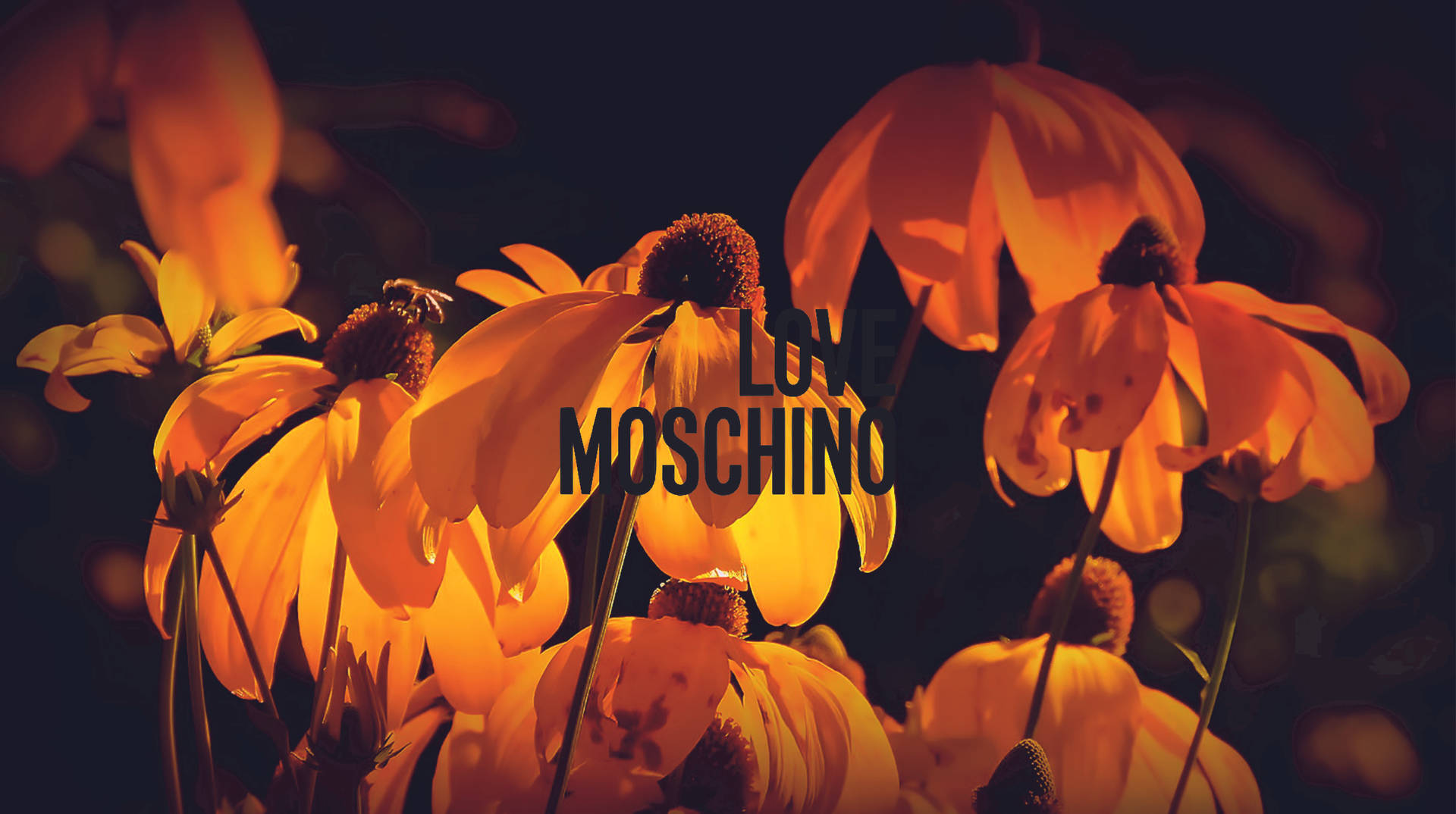 Love Moschino Orange Flowers Background