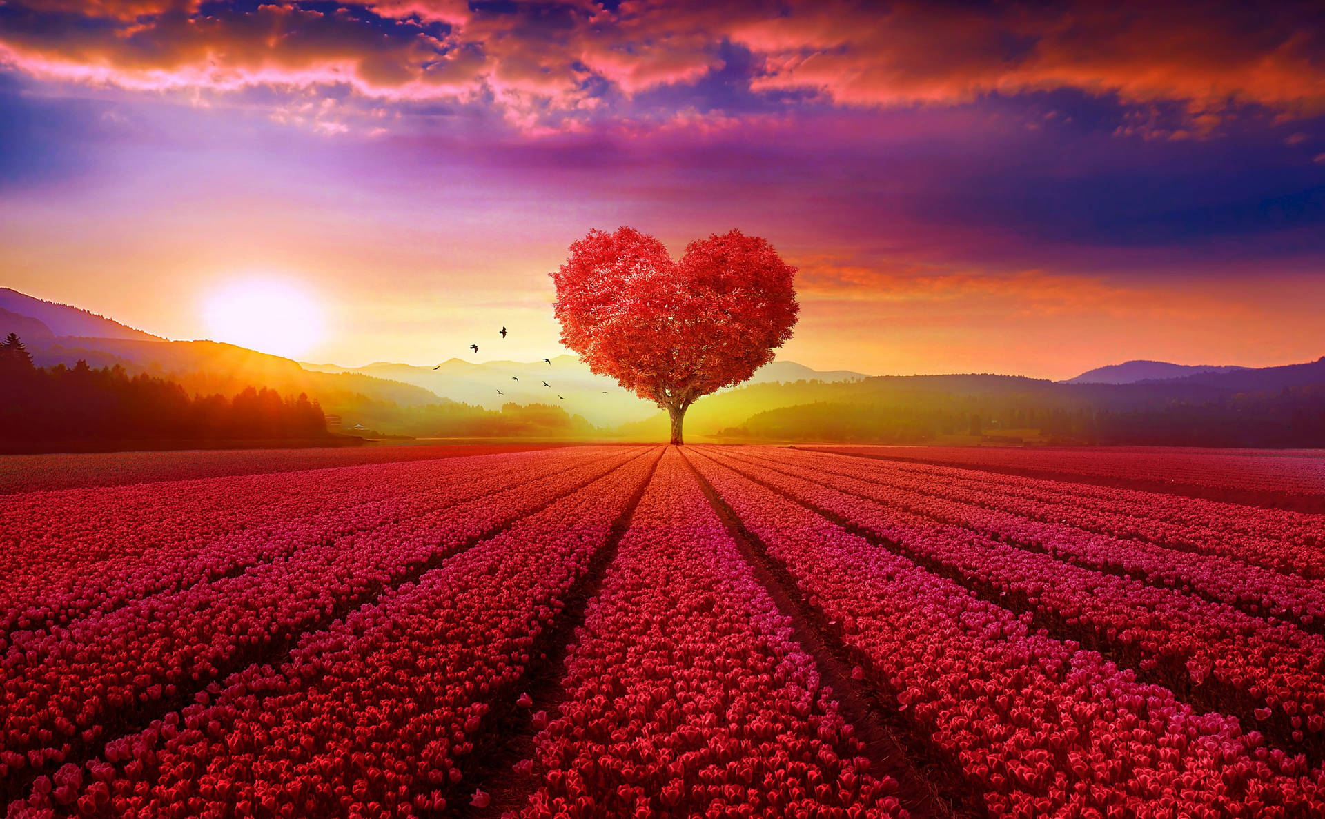 Love Nature In Red Field