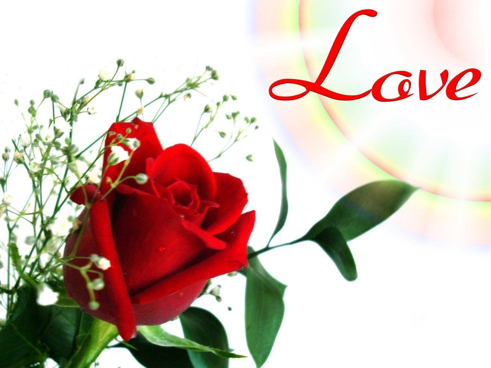 Love Red Rose Flower Background