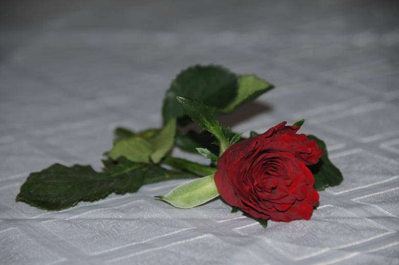 Love Rose Hd On White Cloth Background