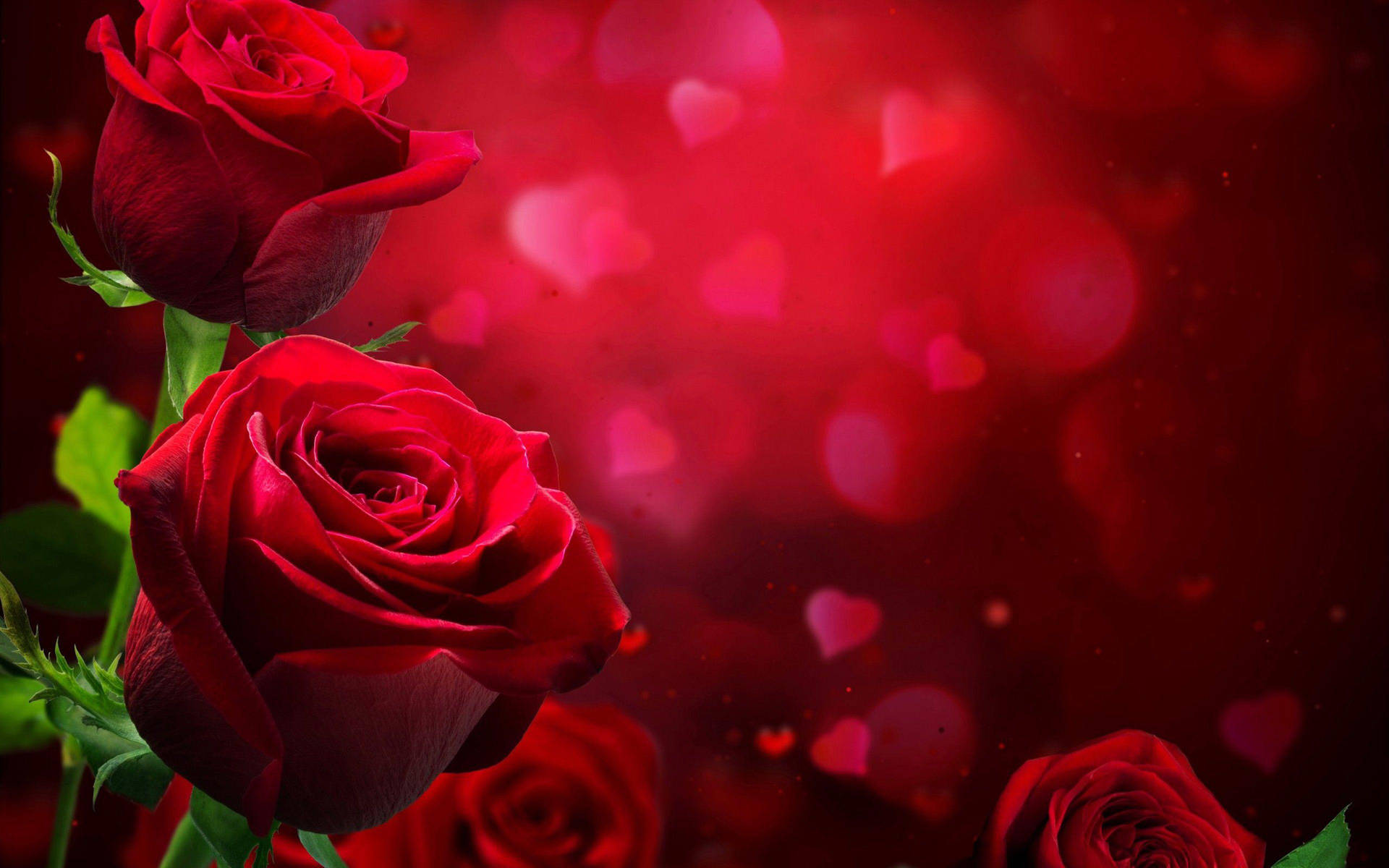 Love Rose Heart Backdrop Background