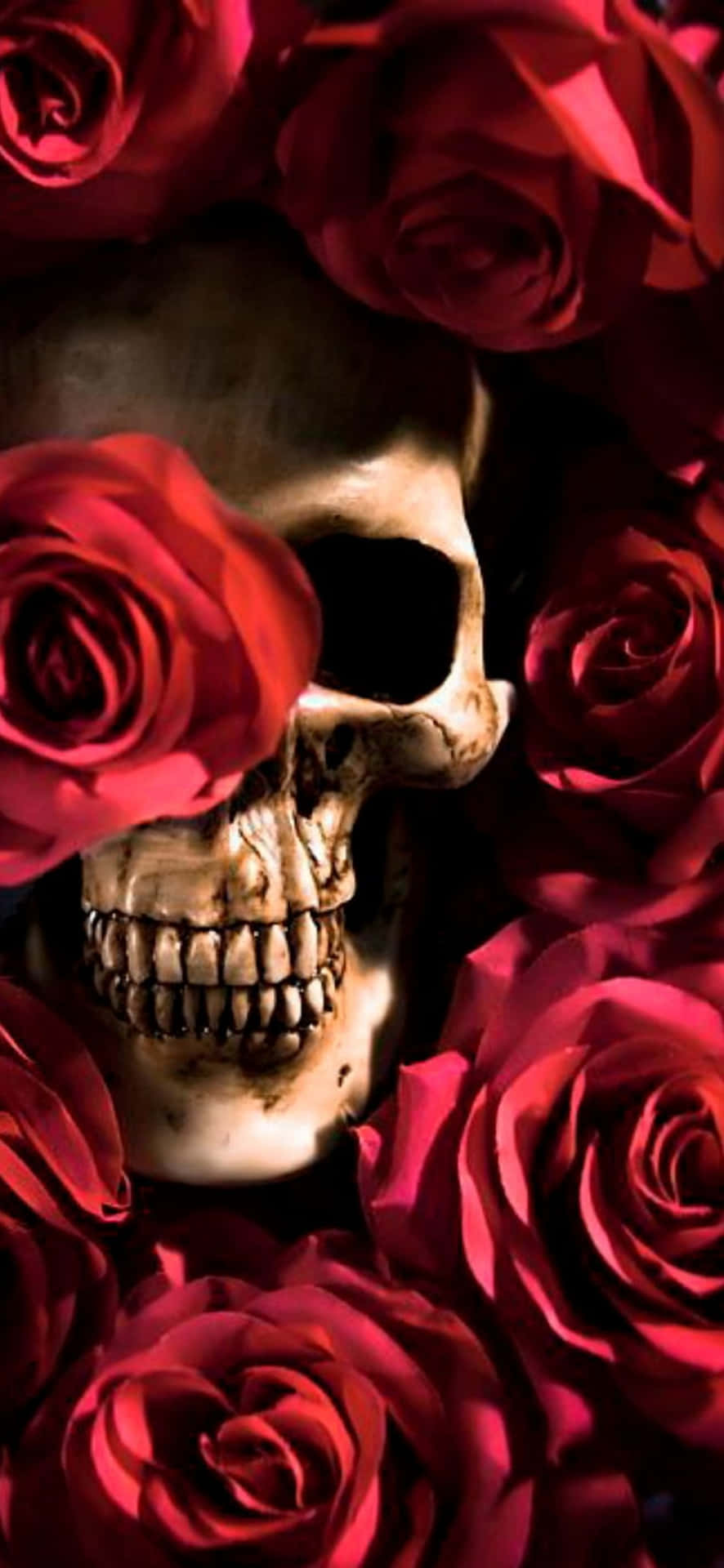 Love Skulls And Roses - An Elegant And Gothic Combination Of Beauty And Danger Background