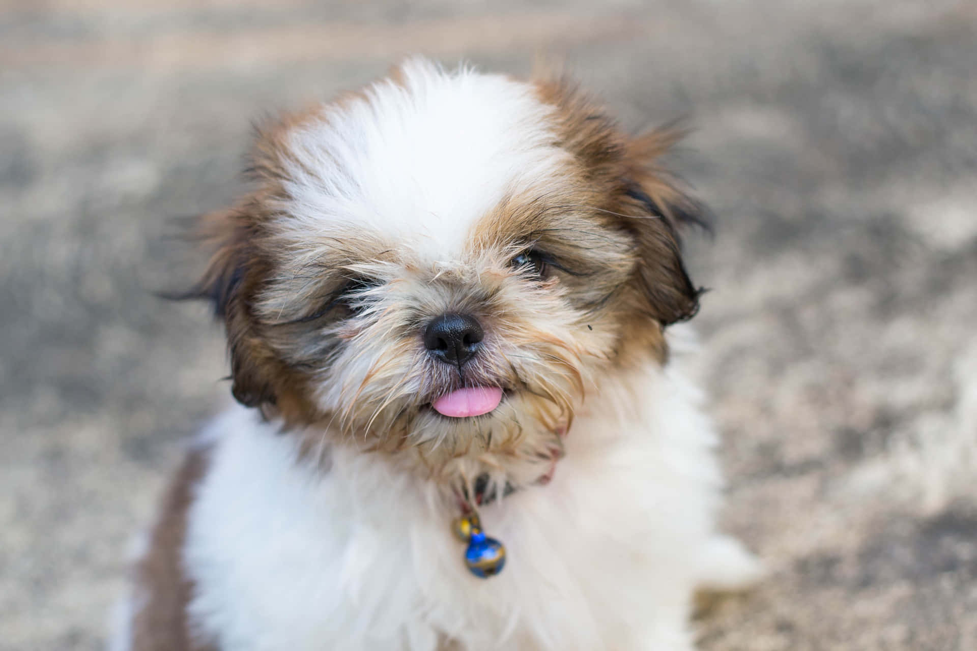 Love That Fluffy Puppy! Background