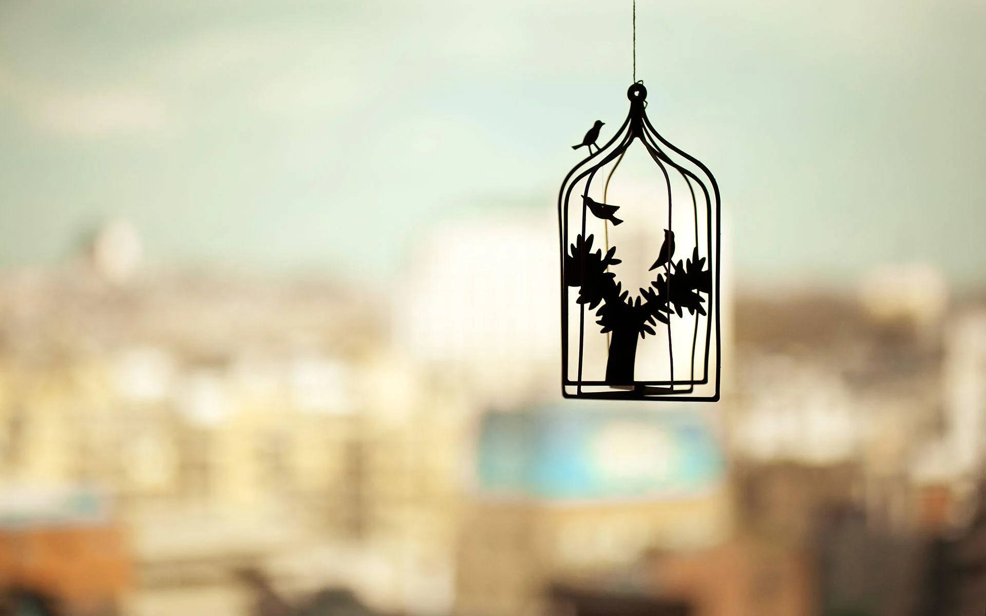 Lovebirds In A Cage Hd Photography