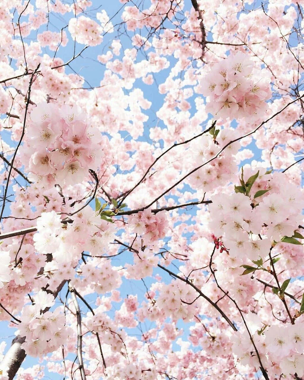 Lovely Aesthetic Cherry Blossom Background