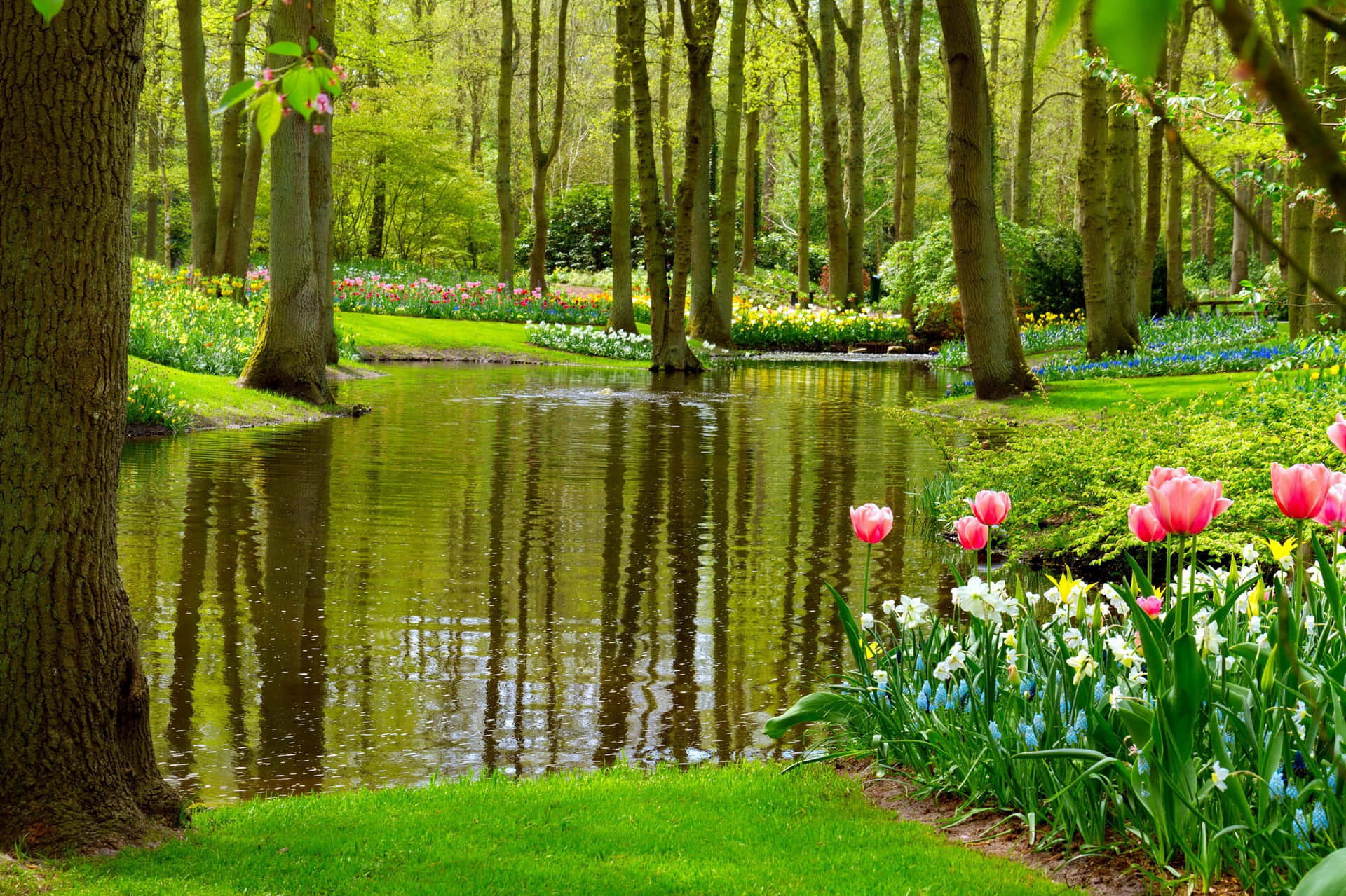 Lovely And Clean Pond Background