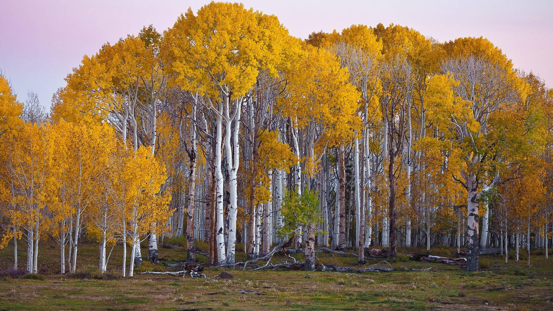 Lovely Autumn Aspen Birch Tree Background