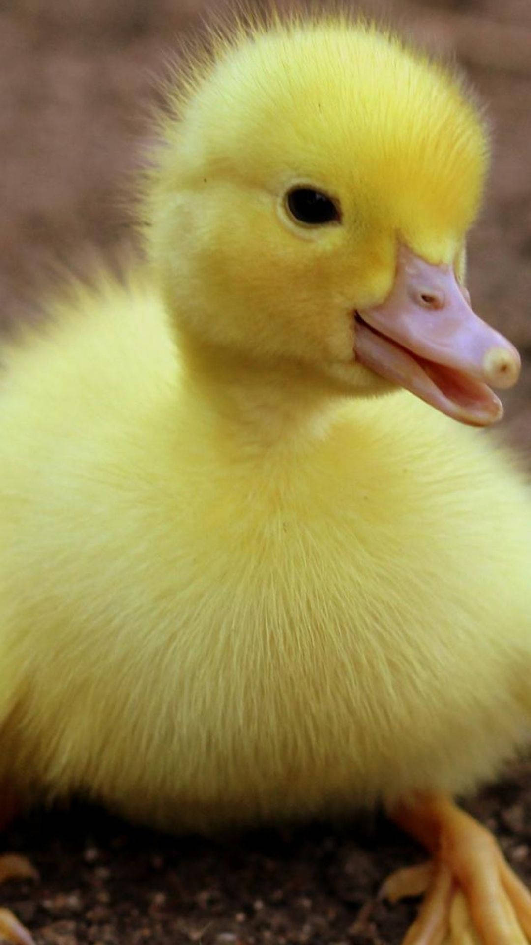 Lovely Baby Duck Background
