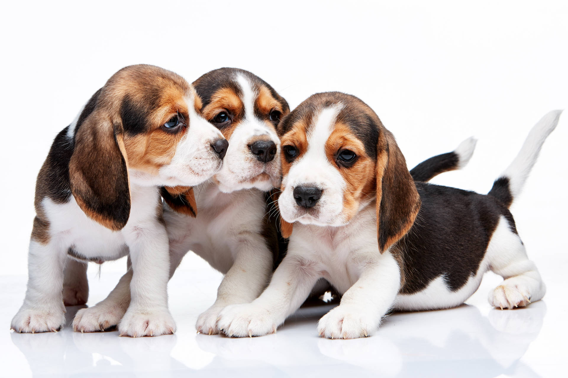 Lovely Beagle Puppies Background