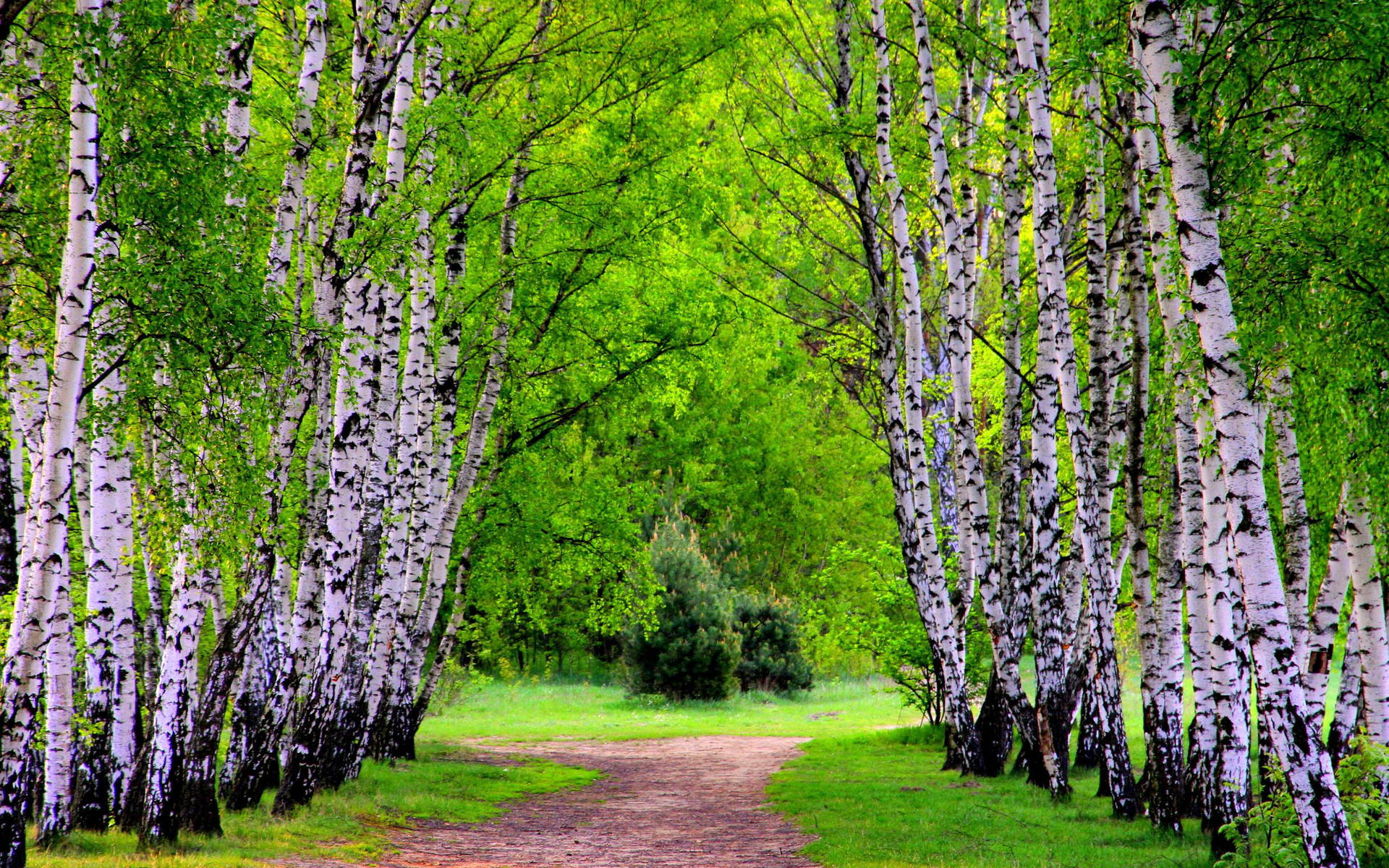 Lovely Birch Tree Woods Park Background