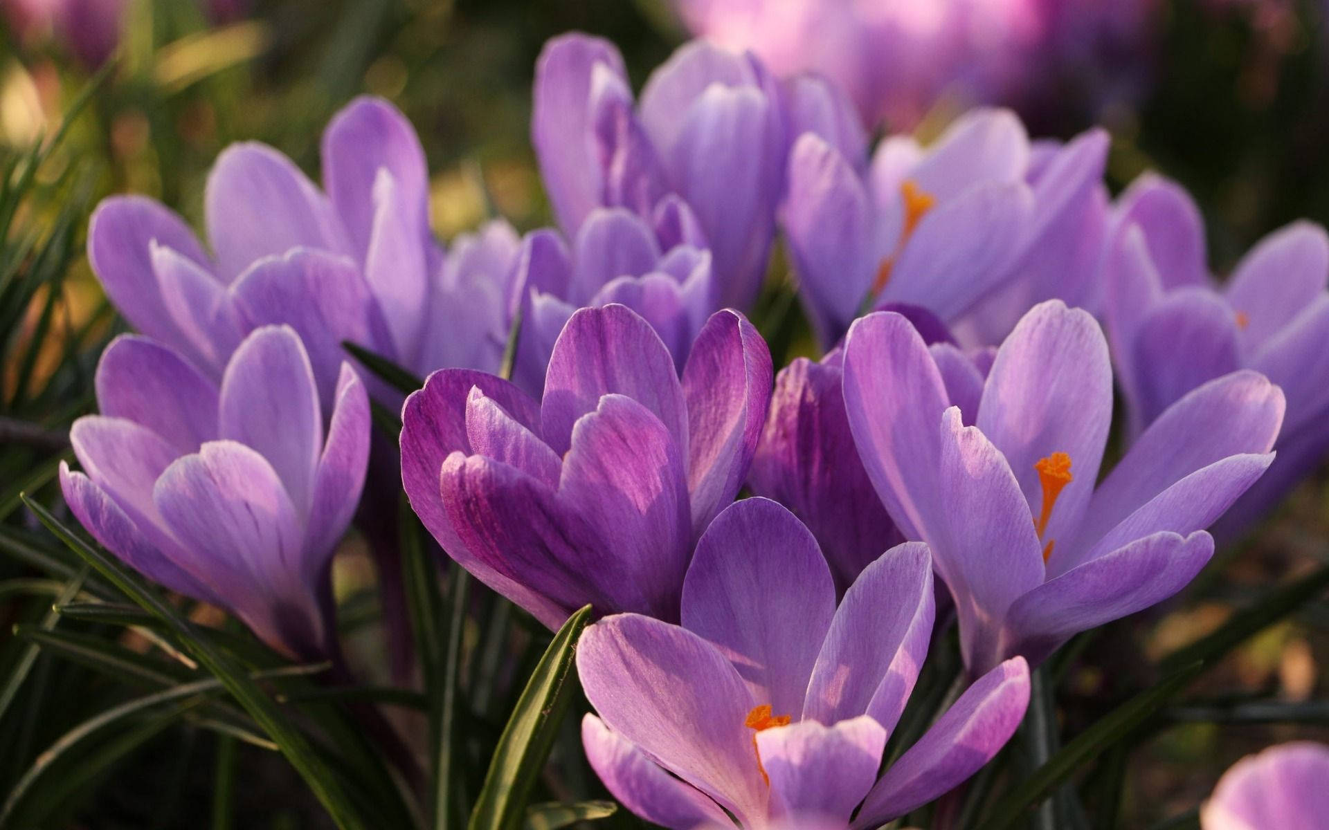 Lovely Blooms Of Saffron Background