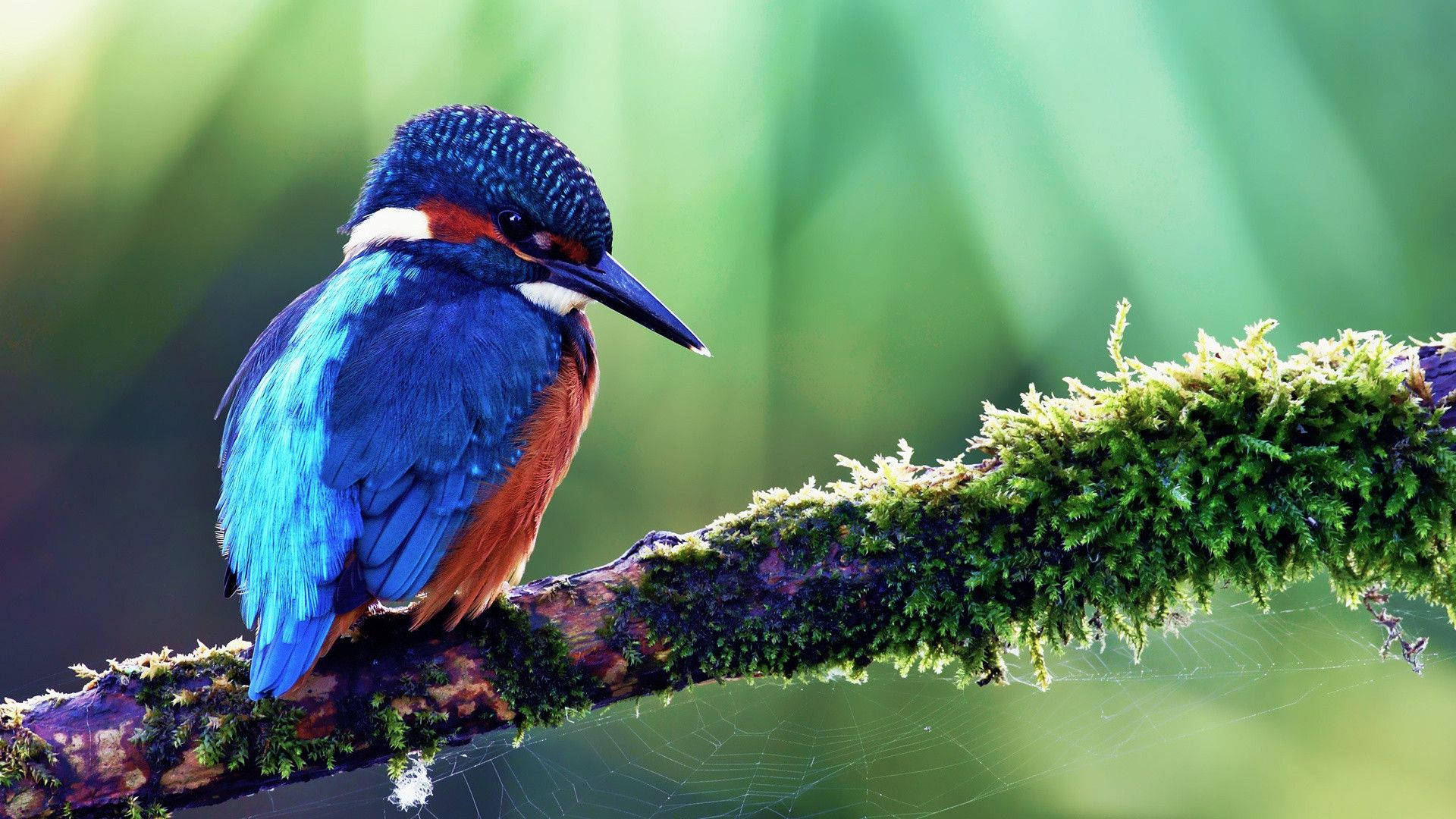 Lovely Blue Bird Background