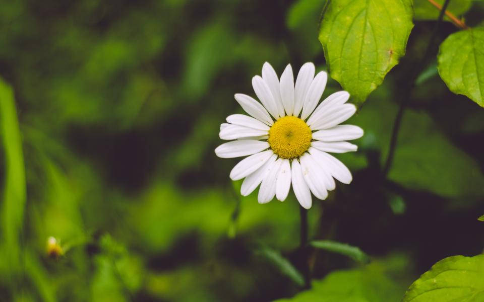 Lovely Blurred Nature Daisy Background Background