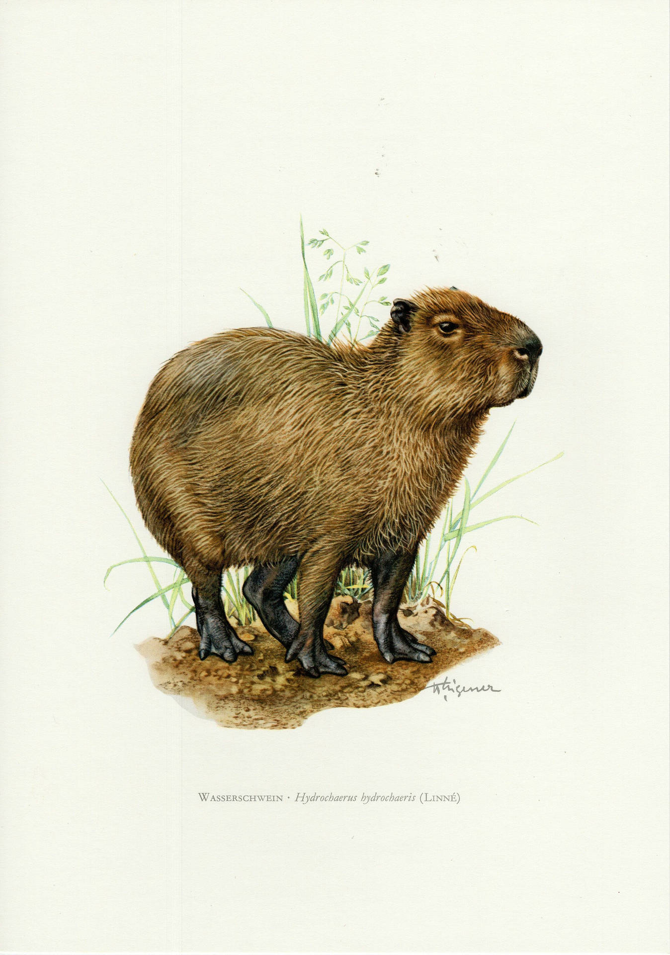 Lovely Capybara Painting Background