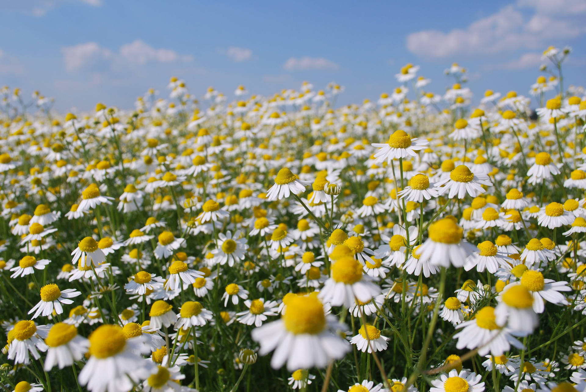 Lovely Chamomile Flower Field Background