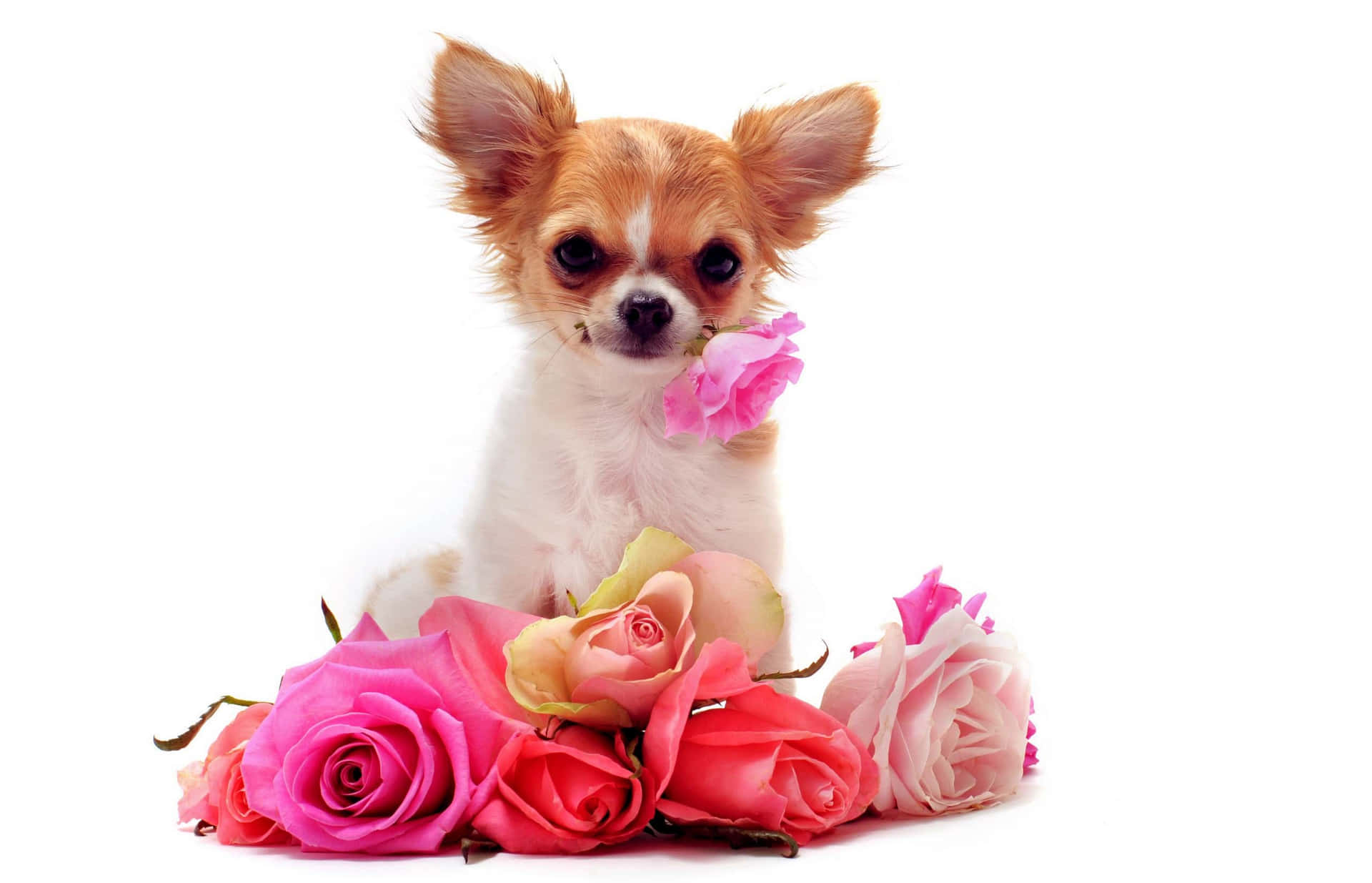 Lovely Chihuahua Dog With Roses Background