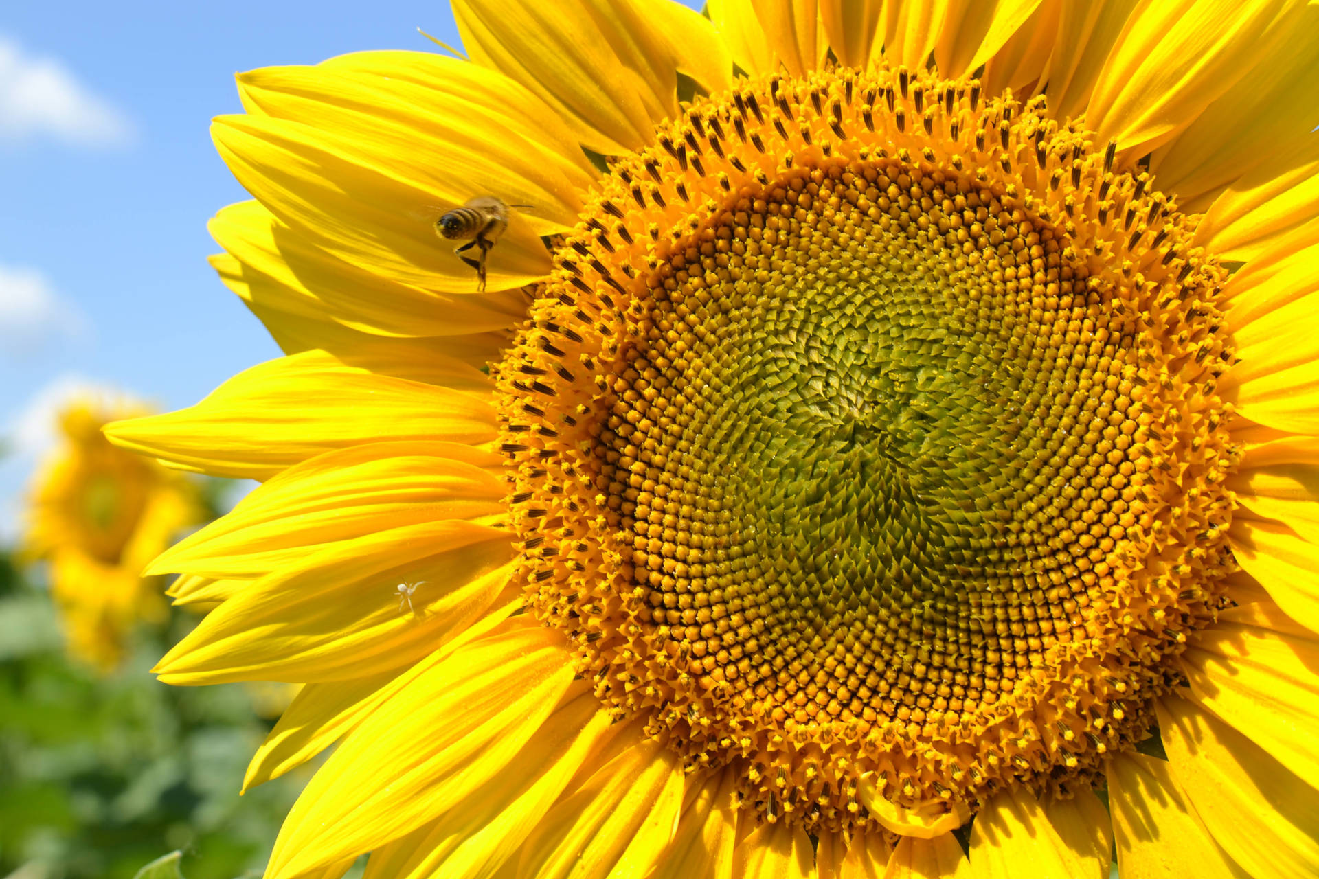 Lovely Closeup Sunflower Aesthetic Background