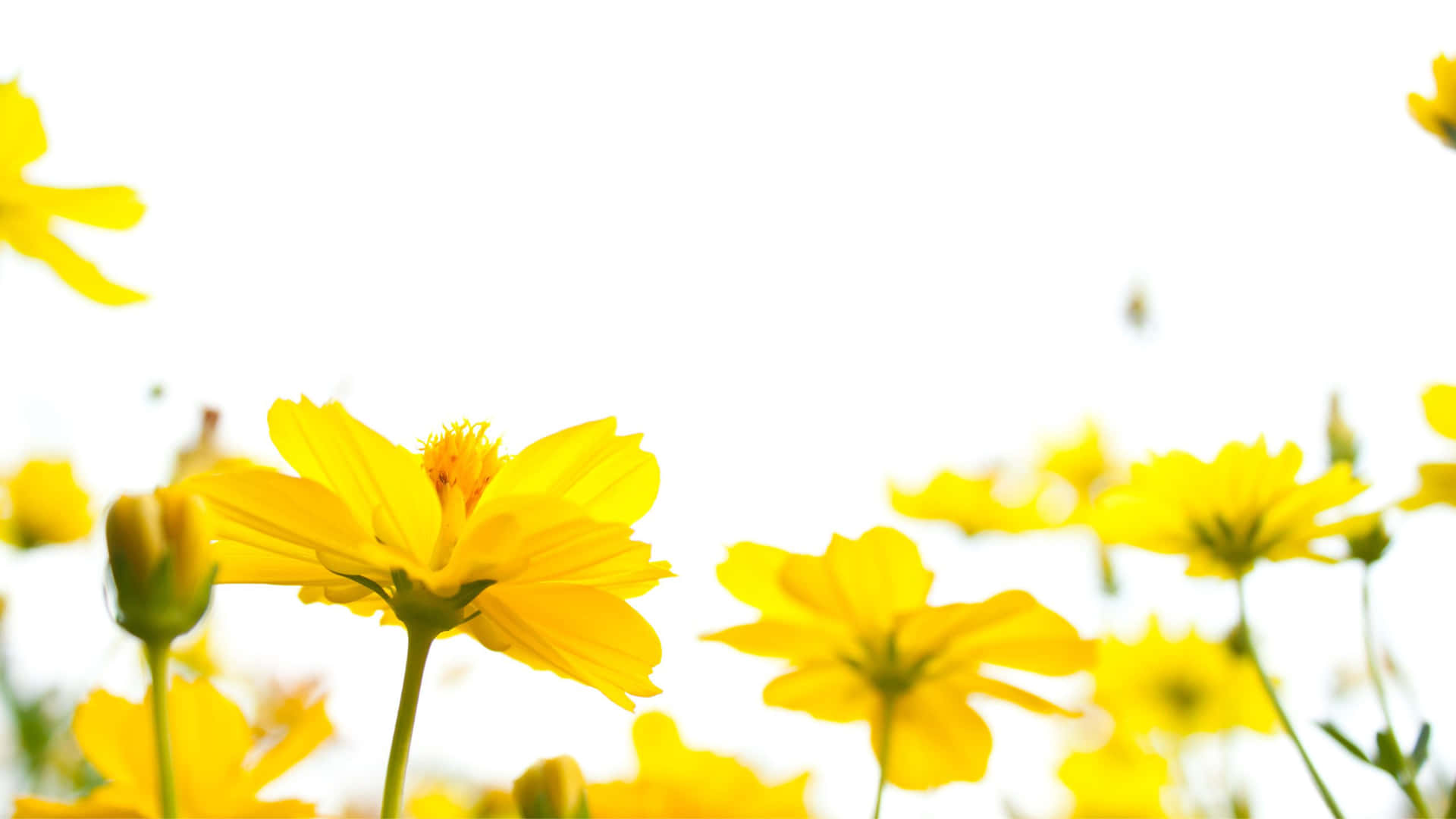 Lovely Cosmos In Yellow Aesthetic Flower Desktop Background