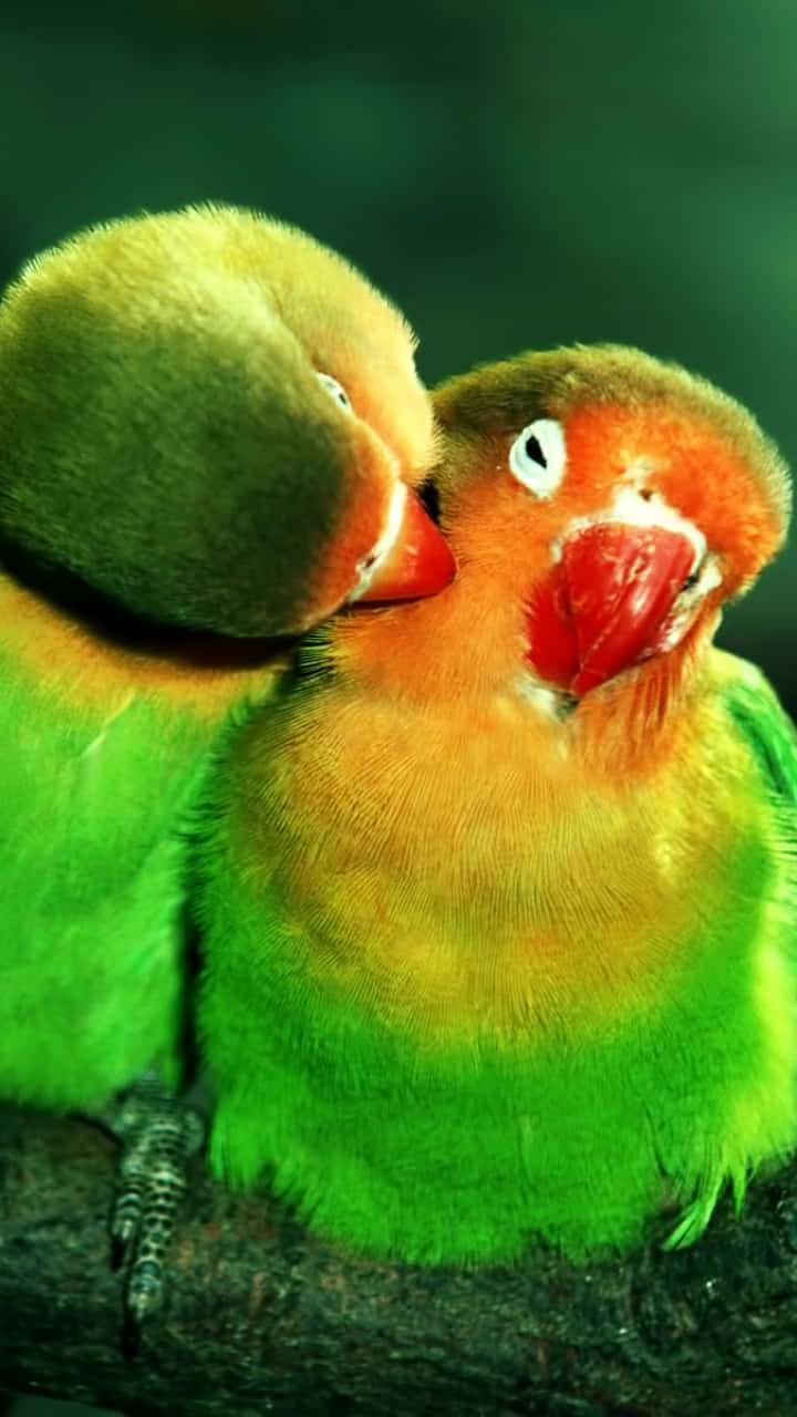 Lovely Couple Bird Iphone Screensaver