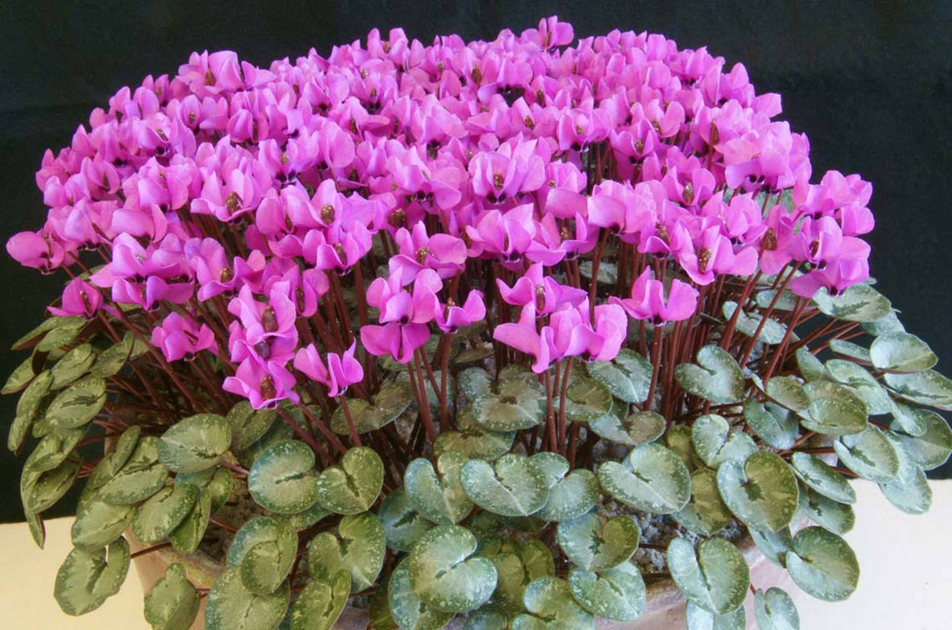 Lovely Cyclamen Alpinum Background