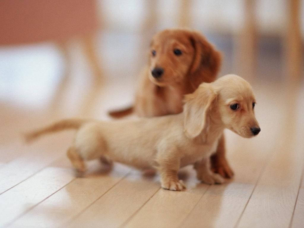 Lovely Dachshund Puppies Background